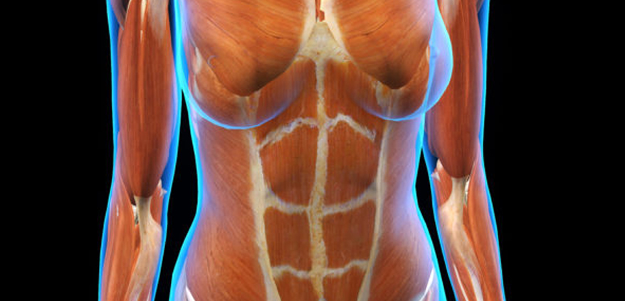 Will A Tummy Tuck Repair The Abdominal Muscles?